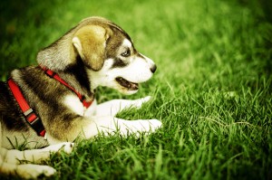 Puppy Puppy